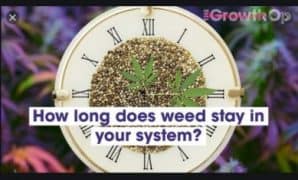 weed stays in your system
